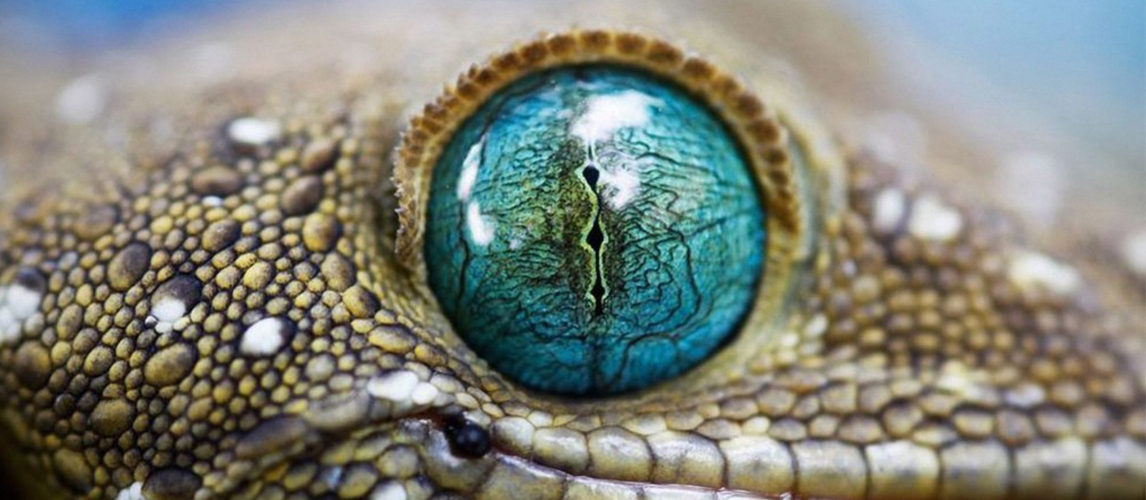 Мы лечим глаза у любых видов животных
